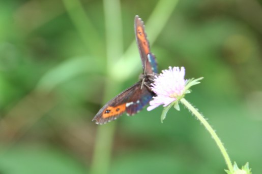 foto vlinder op bloem